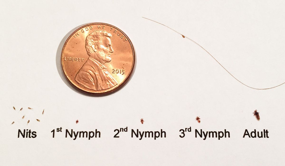 The Life Cycle of a Head Louse